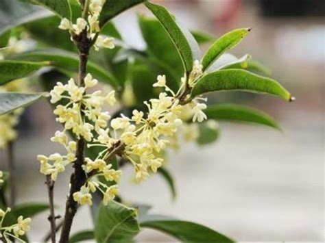 桂花好種嗎|桂花盆栽的養殖方法，6個技巧養出清香的桂花